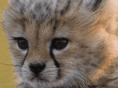 애옹신이 떴다. 07