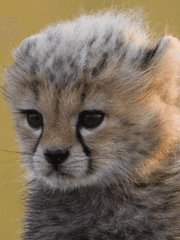 애옹신이 떴다.