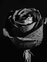 안단테, 알레그로