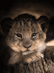 레온하르트 에더리지