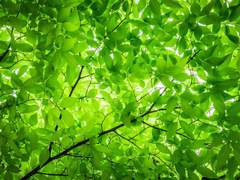 금빛의 눈을 가진 사자여.