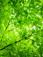 드라이스 L. 시스투스