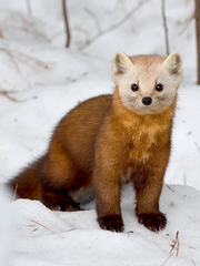 신이 우는 아이