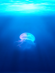 [앙스타] 네임리스 드림