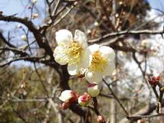 매화(梅花) 이야기 (上)