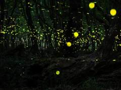 [유신덕만] 만노군의 여름 中