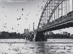 Case Closed : Parasite