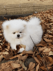 연어 커뮤 로그