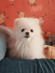 연어 커뮤 프로필