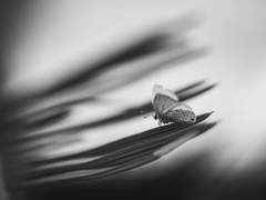 나비는 @$#^#&를 좋아한다