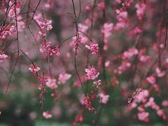 벚나무를 다스렸던 달에게