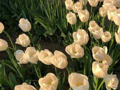 ♣윤하얀 / XX / 26