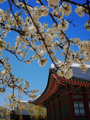 철연전(哲聯傳)