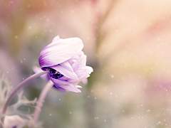 루루 라네즈 [LuLu Laneige]