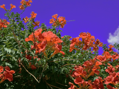 [마사니노] 그 초록 계단의 능소화는 그만큼 들큼하여