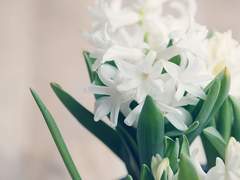 메일런 히아신스