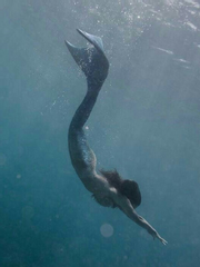 Mermaid; 인어의 물보라