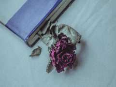 [귀종려] 갈라테이아 外