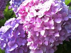 [로이루미] 어린 소녀의