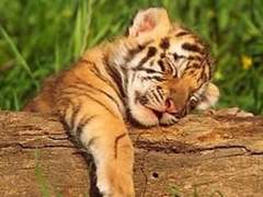 [MV] 사랑은 호당호당! 01.