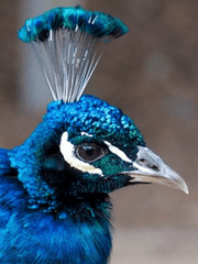 Adriane Zelos Ahren de Griswold