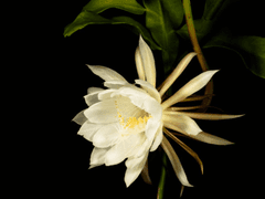 Penelope Freya White