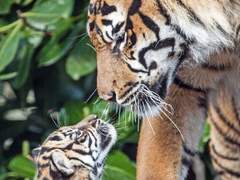 질척이는 호랑이와 앙칼진 토끼 썰 21 22 完 (Clean ver)