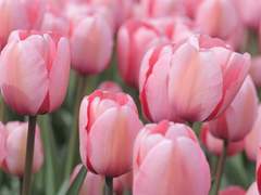 탄타입으로 알오버스(비하인드)