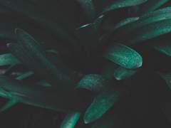 1차 성장 / 아델 리디아 / 여 / 평민 / 아투니우스 +1차 수정