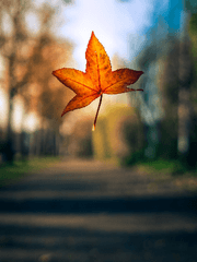 낙엽 편지 리메이크