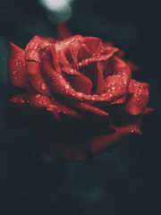 Serenity  소장본 공지