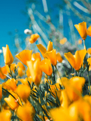 유현유진ts 연령반전