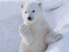 [나재민] 곰 사냥 SULL