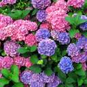 일요일의 수국님