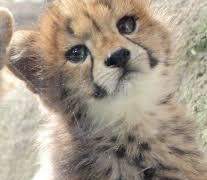 애옹신이 떴다. 02