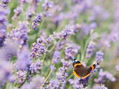푸른 하늘 속으로 날아가는 나비