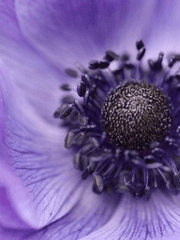 2.5D 크로스오버