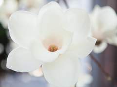 샤를로트 | 여성 | 20