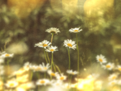 안녕을 고하며,