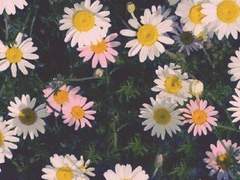 아그네스 피렌 | XX | 21