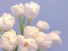 디어 D. 플로리다_XX_22_꽃사슴 인수