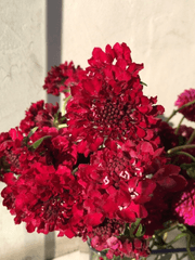 스카비오사, 이루어질 수 없는 사랑