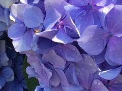 비체 아이리스 | 여성