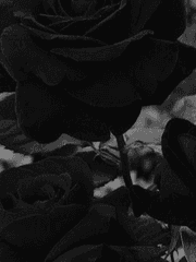 블랙로즈, 당신은 영원히 나의 것