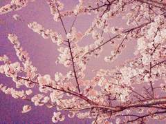 베니바야시 로쿠코