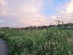 개구리가 조용하던 어느 여름밤