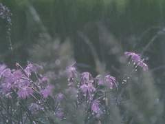 나중을 기약하다