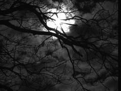 시리우스 블랙과 정략결혼-외전