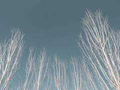 자작나무 나라의 스페이드