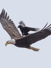 [ 시리스네 ] 나를 찾아줘